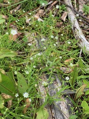 Stellaria borealis