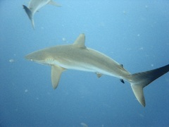 Carcharhinus falciformis