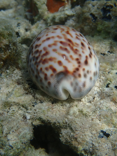 Cypraea tigris observed 2024-06-02