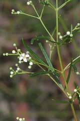 Zieria laxiflora