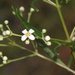 Zieria laxiflora - Photo (c) Pete Woodall, algunos derechos reservados (CC BY-NC), subido por Pete Woodall
