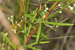Zieria laxiflora