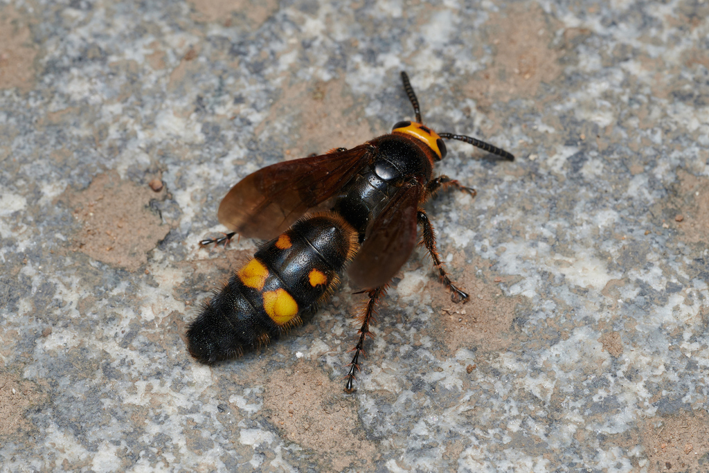 Scolia nobilis