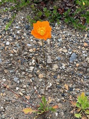 Papaver croceum