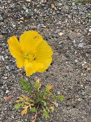 Papaver croceum