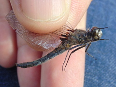 Leucorrhinia frigida