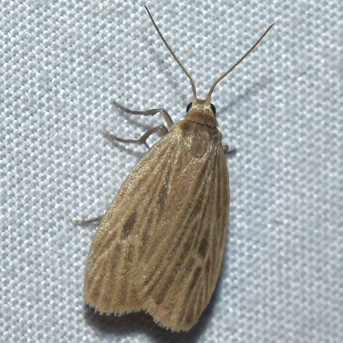 Pale Lichen Moth photo 6