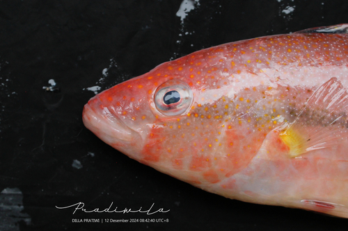 Oxycheilinus arenatus observed 2024-12-12