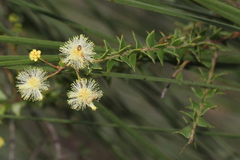 Acacia hubbardiana