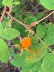 Phragmidium mucronatum