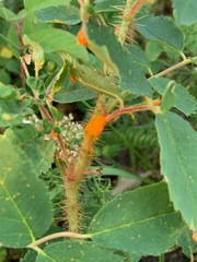 Phragmidium mucronatum