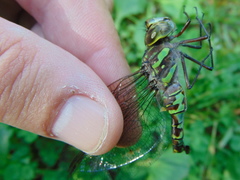 Aeshna canadensis