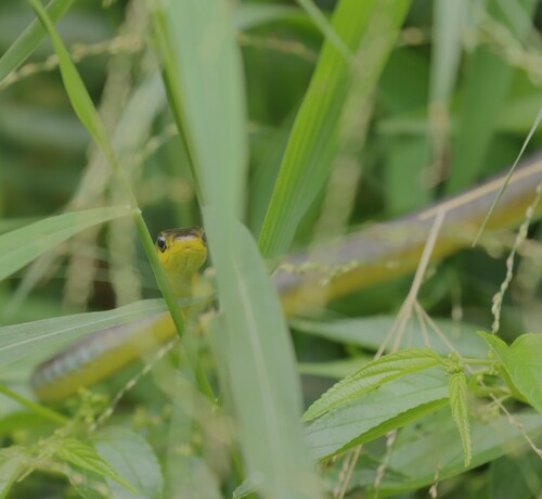 Common Tree Snake sighting