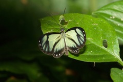 Ithomia salapia