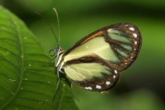 Ithomia salapia