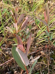 Salix pedicellaris