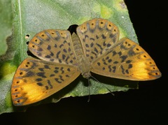Metacharis regalis