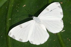 Hermathena candidata