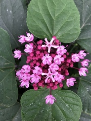 Clerodendrum bungei