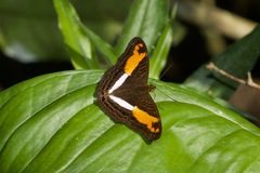 Adelpha cocala