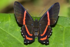 Ancyluris etias