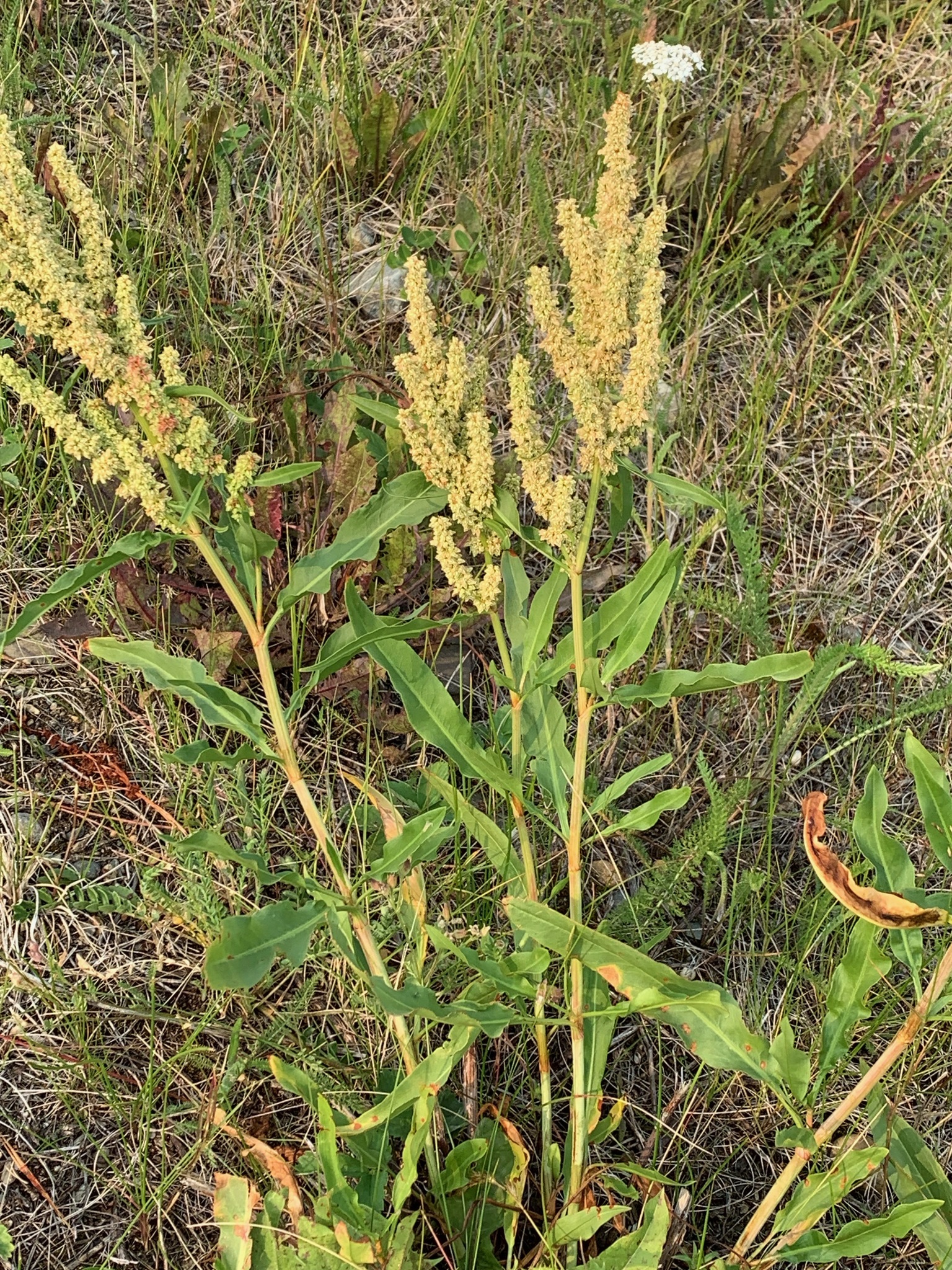 Rumex triangulivalvis