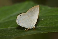 Euselasia eusepus