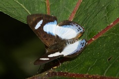 Thisbe irenea