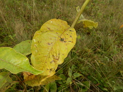 Asclepias exaltata × syriaca