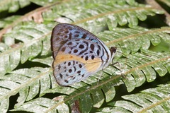 Eunica chlororhoa