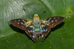 Udranomia eurus