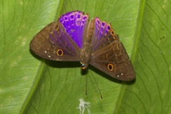 Eurybia molochina