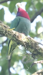 White-Headed Fruit-Dove photo 4