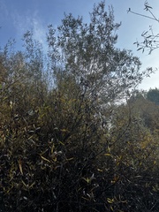 Salix purpurea