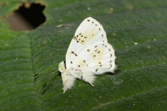 Anteros chrysoprasta