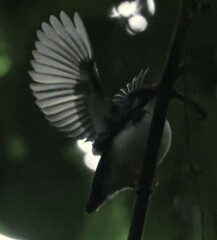 Makira Dwarf-Kingfisher photo 2