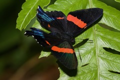 Ancyluris inca
