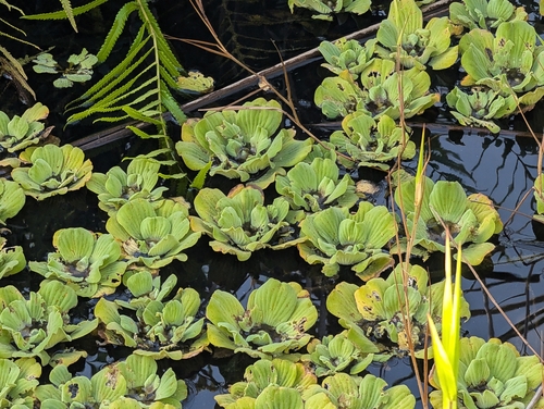 Pistia stratiotes observed 2024-12-13
