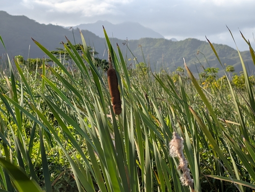 Typha, 2024-12-13