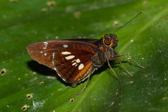 Carystina pieris