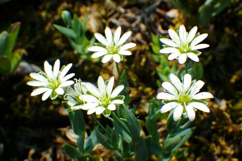 Longstalk starwort
