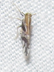 Liburniella ornata