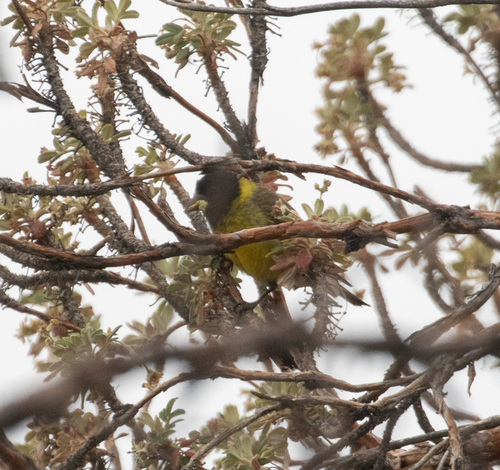 Thick-billed Siskin (Spinus crassirostris), photo 7