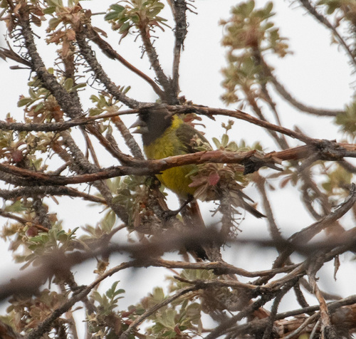 Thick-billed Siskin (Spinus crassirostris), photo 8