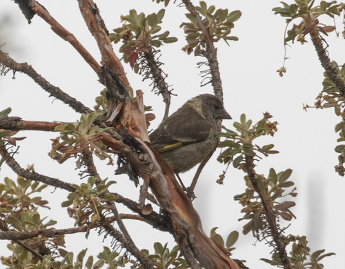 Thick-billed Siskin (Spinus crassirostris), photo 6