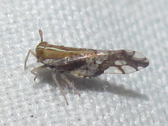 Liburniella ornata
