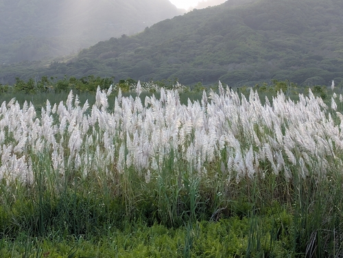 Saccharum spontaneum observed 2024-12-13