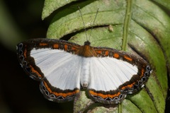 Nymphidium caricae