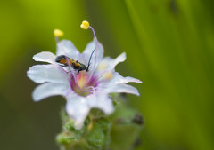 Chrysoclista linneella
