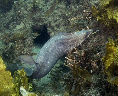 Highfin moray (Gymnothorax pseudothyrsoideus) — Muraenidae — 5